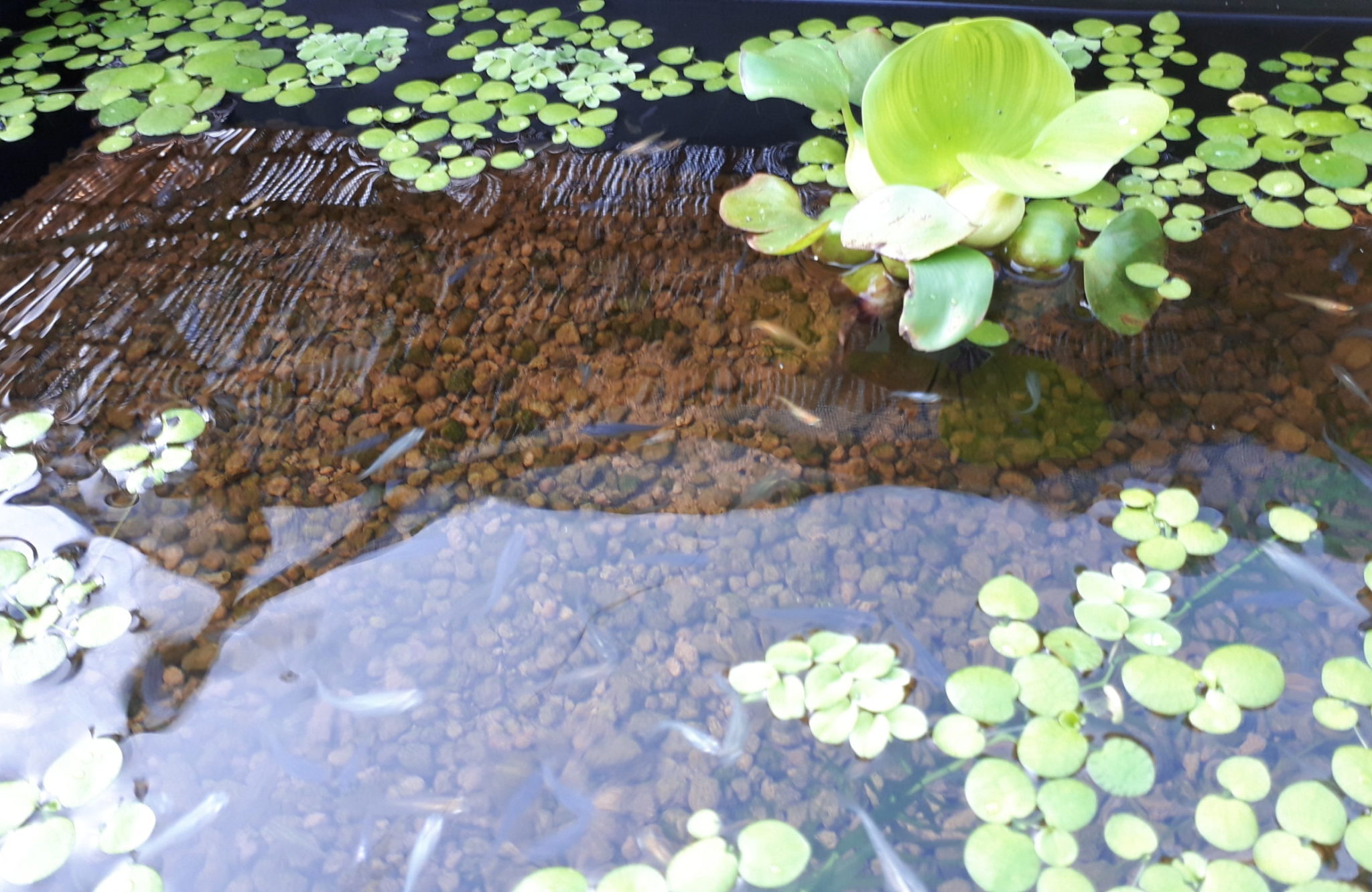 メダカビオトープトロ船でメダカプールを楽しもう めだか友水