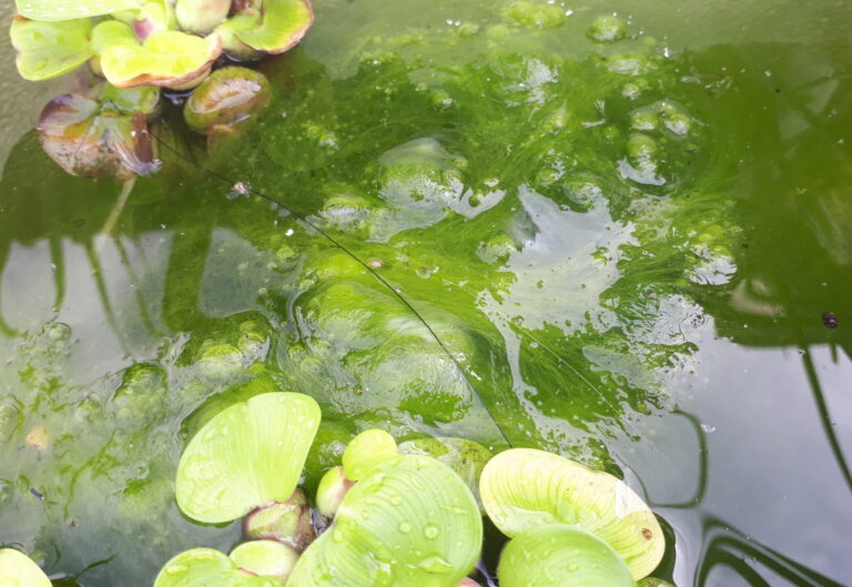 メダカ飼育容器の藻がすごい時