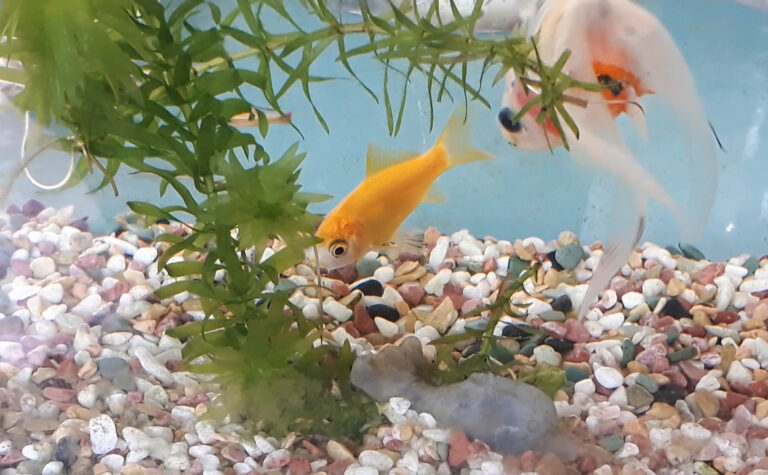 金魚レモンコメットが美しい